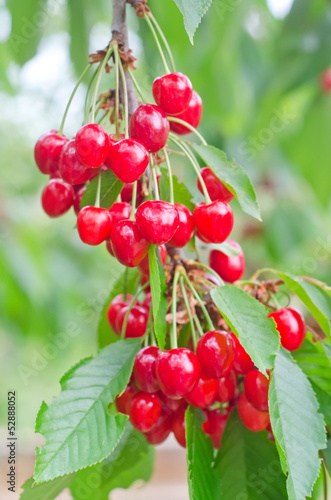 Photo: cherry on tree cherry on tree