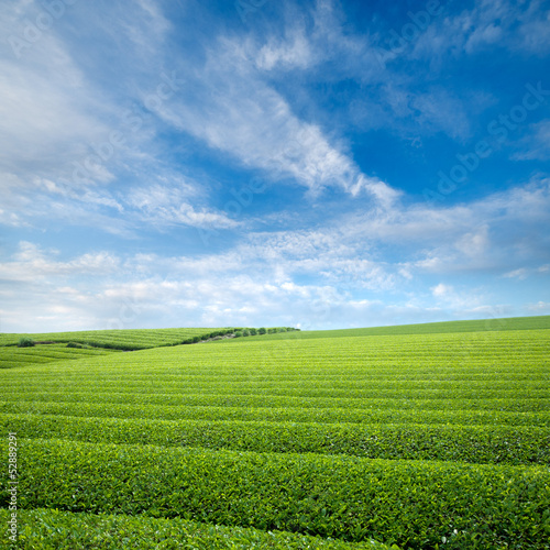 Photo: 茶畑 茶畑