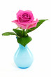 Rosa Rose in hellblauer Vase