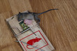 Dead field mouse in a mousetrap