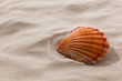 Muschel an einem Sandstrand