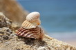 drei muscheln