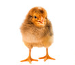 Little newborn baby chicken