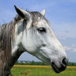Foto: Head of a horse against a pasture. Head of a horse against a pasture.
