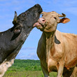 Foto: Cows on a summer pasture Cows on a summer pasture