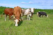Cows on a summer pasture