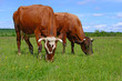 Foto: Cows on a summer pasture Cows on a summer pasture