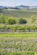 Monferrato springtime sight color image