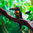 Photo: Collared Aracari Agarrado Pteroglossus torquatus toucan Collared Aracari Agarrado Pteroglossus torquatus toucan