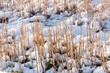 Stubbles in a snowy farmland.