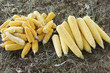 Corn