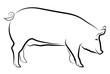 Sow silhouette isolated on white
