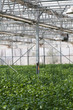 Greenhouse vegetable