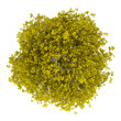 top view of fall hornbeam tree isolated on white background