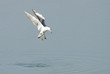 Seagull ready to dive