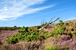 Photo: dry tree in bush with flowering heather dry tree in bush with flowering heather