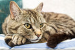 Resting Tabby Cat