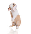 hase