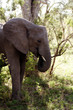 african elephant