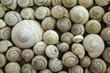 Snails
