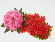 rhododendron  et  azalée