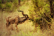 antelope