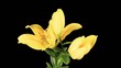 Blooming yellow lily flower buds ALPHA matte (Lilium Fifty Fifty