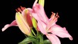 Blooming pink lily flower buds ALPHA matte (Lilium Samur), timel