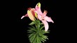 Blooming pink lily flower buds ALPHA matte (Lilium Samur), timel