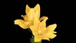 Blooming yellow lily flower buds ALPHA matte (Lilium Fifty Fifty