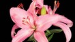 Blooming pink lily flower buds ALPHA matte (Lilium Samur), timel