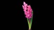 Time-lapse opening hyacinth flower buds ALPHA matte, (Hyacinthus