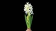 Time-lapse opening hyacinth flower buds ALPHA matte, (Hyacinthus