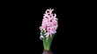 Time-lapse opening hyacinth flower buds ALPHA matte, (Hyacinthus