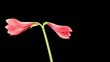 Growth of red hippeastrum flower buds ALPHA matte (Hippeastrum R