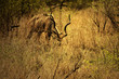kudu antelope