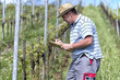 Farmer in the vineyard