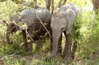 young african elephants