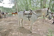 Photo: Caballo de montar, equus ferus caballus, Valdastillas, España Caballo de montar, equus ferus caballus, Valdastillas, España