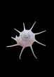 Sea shell