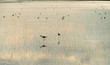 Water birds