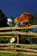 Chicken on Wicker Fence Looking Down at Flower