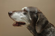 German shorthaired pointer, female