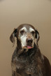 German shorthaired pointer, female