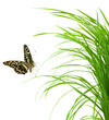 papillon sur brin d'herbe, fond blanc