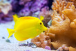 Foto: yellow tang fish Zebrasoma flavesenes yellow tang fish Zebrasoma flavesenes