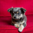 Photo: Chihuahua gray long hair puppy dog sitting on red Chihuahua gray long hair puppy dog sitting on red