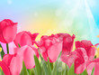 Pink tulip with bokeh. EPS10