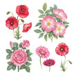 Watercolor flowers collection