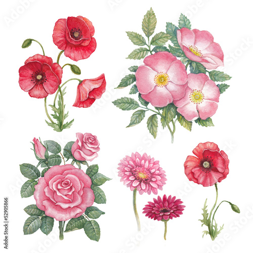 Illustration: Watercolor flowers collection Watercolor flowers collection
